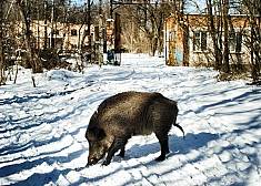 Удивительные создания Чернобыльской зоны отчуждения