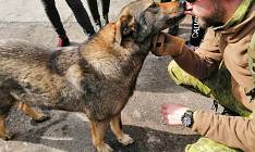 Hunde in der Zone…