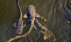 Animal mutations Chernobyl