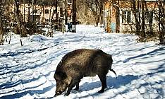 wild nature in Chernobyl