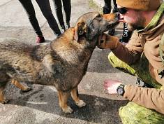 Dogs in the Zone…