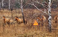 Деньги с Евровидения перенаправят на Чернобыль