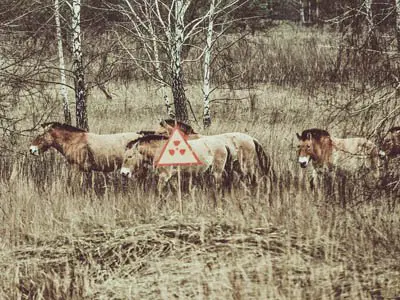 More than 100 rare Przhevalsky horses live in the Chernobyl zone