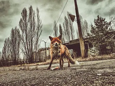 Usually he is very kind. The hospitable fox Semyon near the hotel Polesie in Pripyat